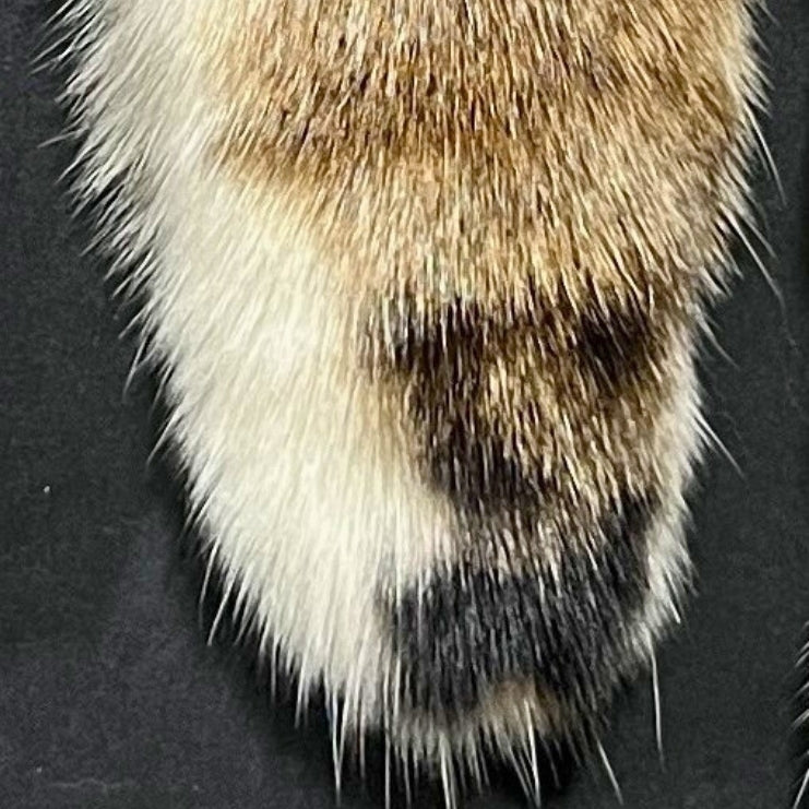 Bobcat Tail Keychain