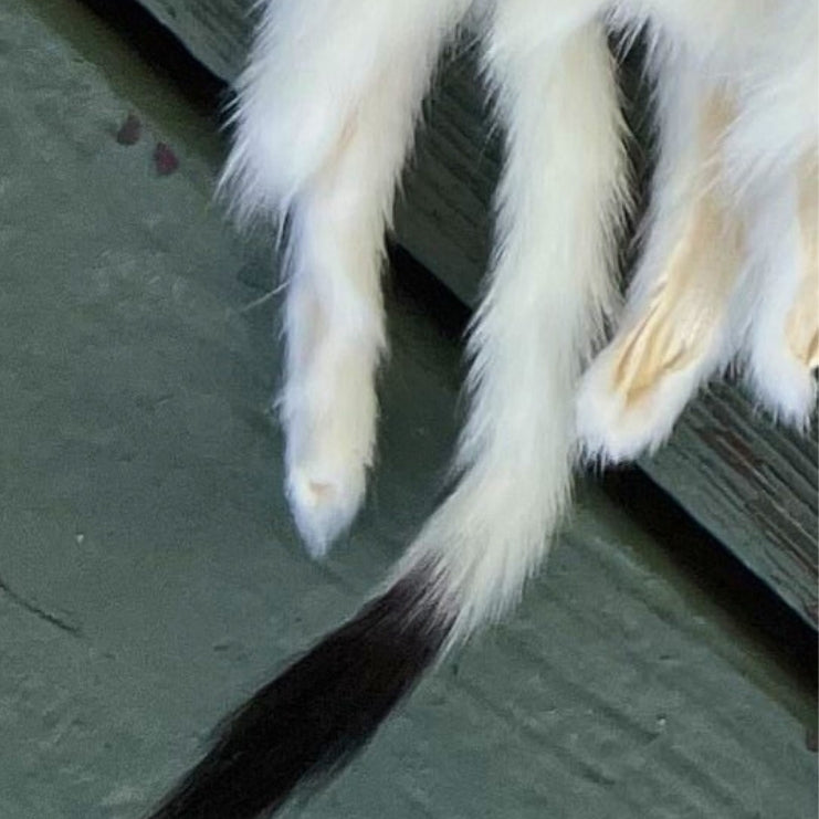 Ermine Pelt