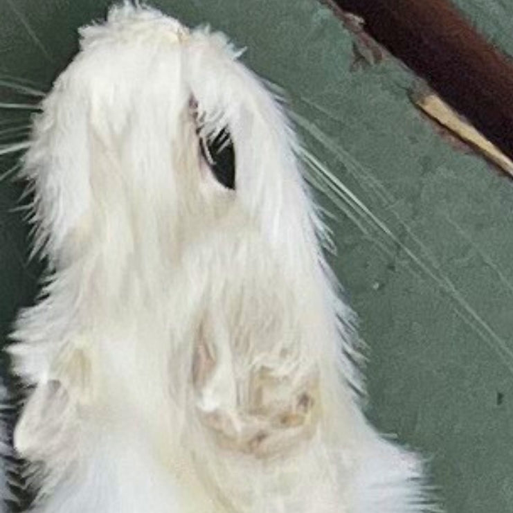 Ermine Pelt