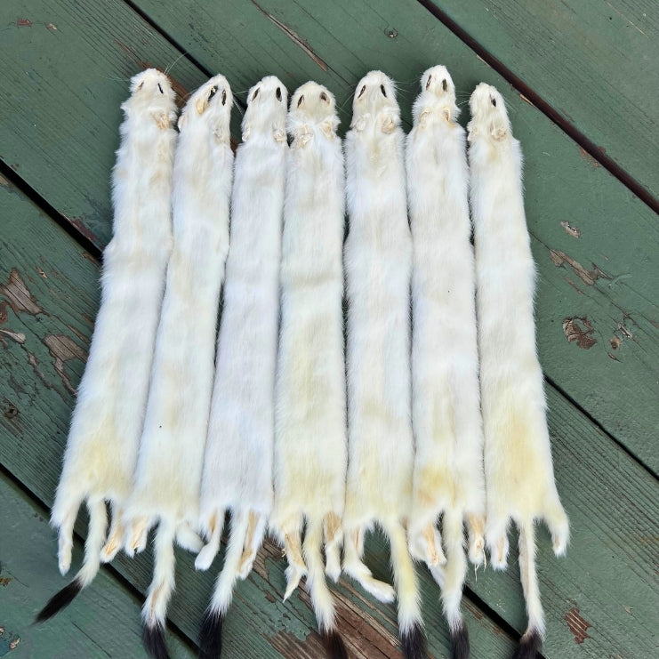 Ermine Pelt