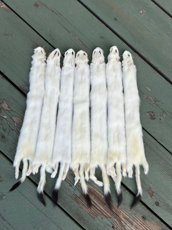 Ermine Pelt